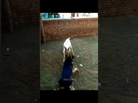 funny respect #😁#shortvideo #youtubeshorts