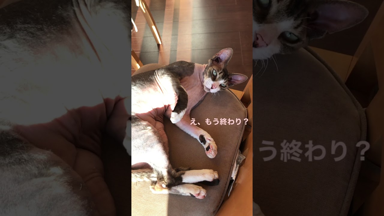 ある朝のスフィンクスキャット ビルス様紹介編 One Day In A Morning Of Sphynx Cat Beerus Youtube ある朝のスフィンクスキャット ビルス様紹介編 One Day In A Morning Of Sphynx Cat Beerus Youtube