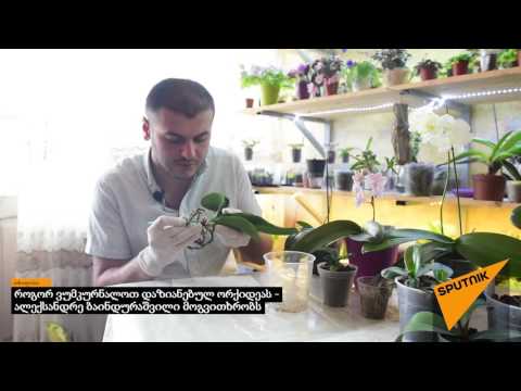 როგორ ვუმკურნალოთ დაზიანებულ ორქიდეას   ალექსანდრე ბაინდურაშვილი მოგვითხრობს