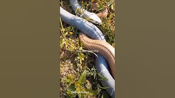Có nên bắt rắn độc khi gặp ngoài tự nhiên #thưgiãn #animals #dongvat #shortvideo #snake #wildlife
