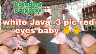 Celebrity white Java sparrow Breeding progress (3 pic Red eyes baby 🐥🐥) Net Worth