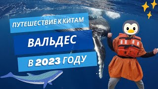 Путешествие к китам, пингвинам и морским львам | Вальдес в августе | Аргентина 2023