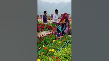 Tulip Garden Srinagar Kashmir #nature #tulipgardensrinagar #naturelovers #flowers