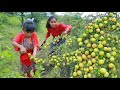 Woman with girl found jujube for eat &amp; give food to dog |give to dog