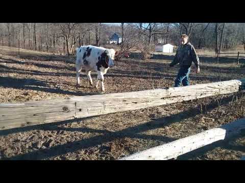 How to ride a steer