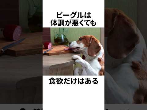 飼い主なら当然知ってる！ビーグルの雑学
