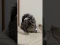 Tail that moves with a certain rhythm