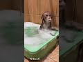 お風呂好きな子猿