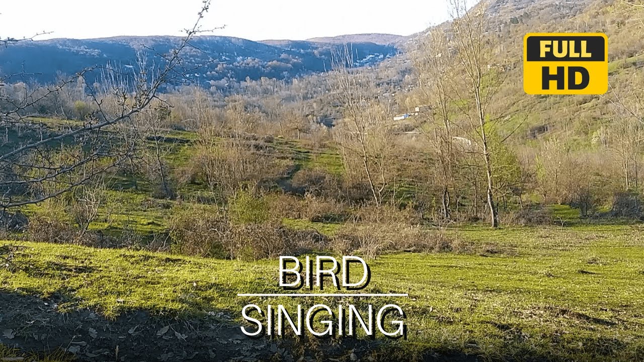 Bird Sounds in Nature - Relaxing Nature Sounds for Studying, Birdsong ...