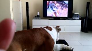 English bulldog howling at howling video