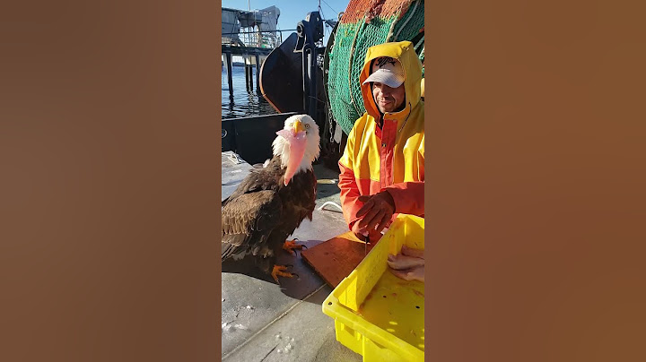 Eagle Steals Fish from Fisherman || ViralHog