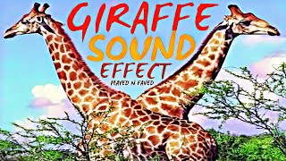 Giraffe Sound Effects / Sounds Of Giraffes / No Copyright