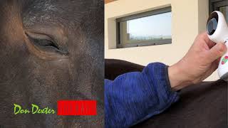 Horsli - Handmassage Gerät Mobil Pferd / Anwendung / Pferdewissen, Dragana Zirkel