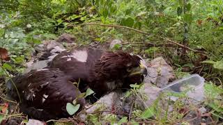 「伊吹山のイヌワシ子育て生中継」ダイジェスト2023　ニーナ救護の舞台裏 〜Rescue of Nina, a Golden Eagle chick on Mt. Ibuki〜