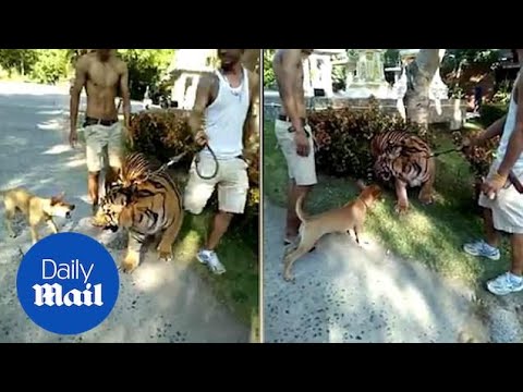 Dog shows bark is definitely bigger than its bite by taking on tiger - Daily Mail