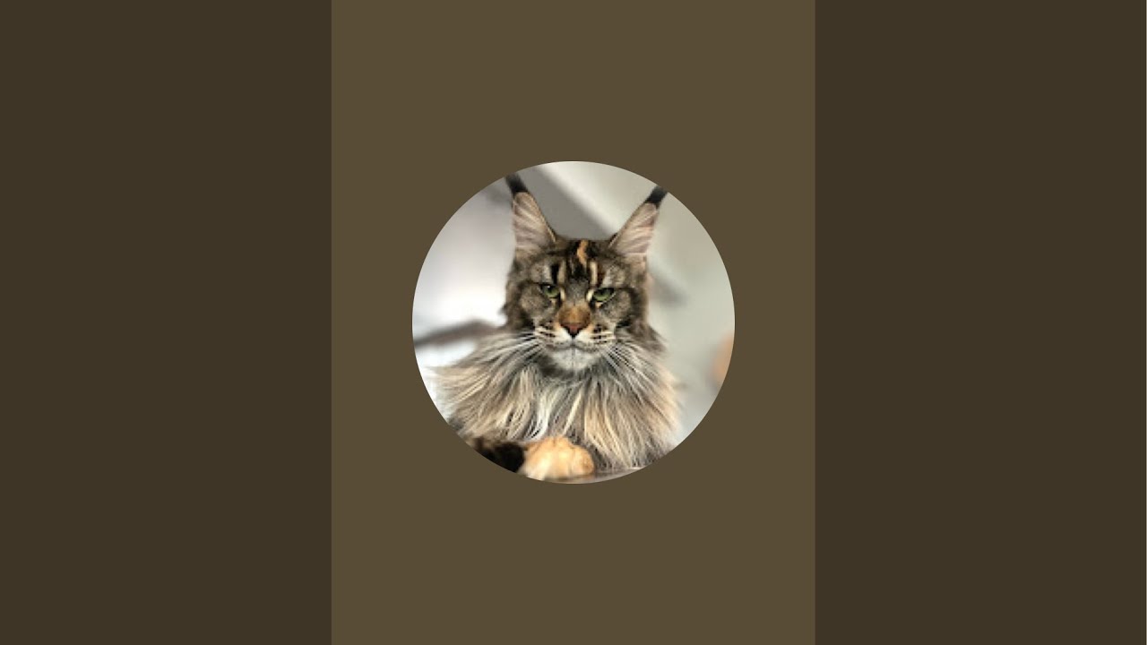 | Mountain Crest Maine Coons