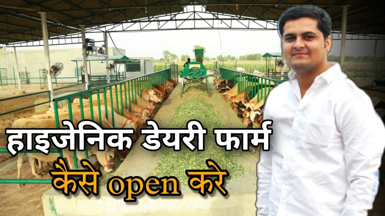 वासुदेव डेयरी फार्म total Organic and Hygienic / how to start cow dairy farm in India .