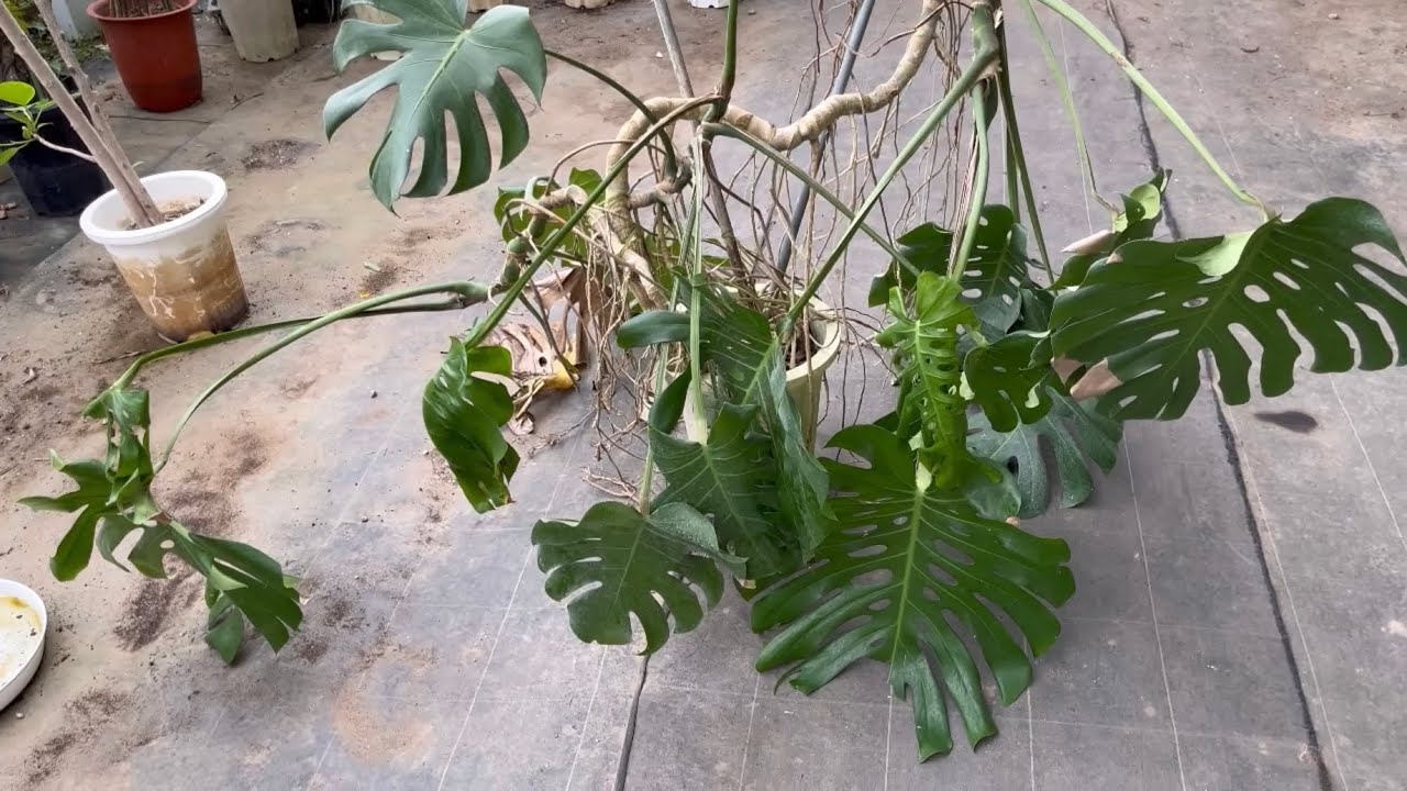 荒れたモンステラの仕立て直し