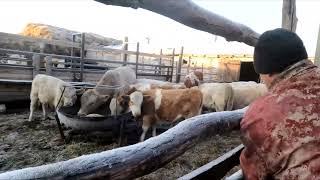 видео: Купил отходы  Деньги с Ютуба. Погода, кормление бычков. картинка: Купил отходы  Деньги с Ютуба. Погода, кормление бычков.