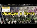 31.01.21.ОРХИДЕИ в Ленте на Выборгском ш. Спб