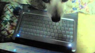 A girinha no pc !!! hehehehe
