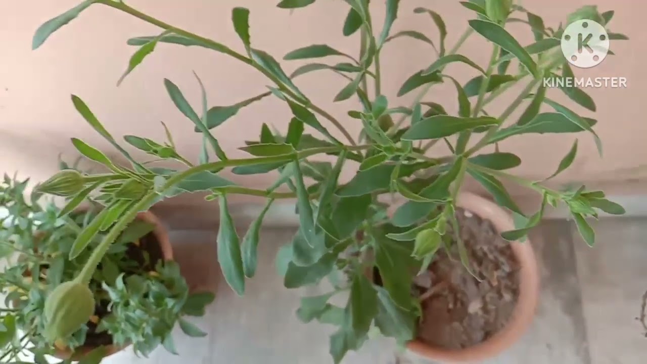 how to grow winter flowers seeds |dimorphotheca flower | dimorphotheca flower season in india