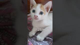Comment cat catbaby cute cutecat kitten trending catbreed funny confusion catblogger