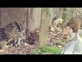 Kassikakk Eagle Owl~🤣😆 Hi Hanna, do you have room for me? ~10:14 am 2024/04/24