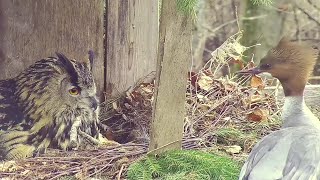 Kassikakk Eagle Owl~🤣😆 Hi Hanna, do you have room for me? ~10:14 am 2024/04/24