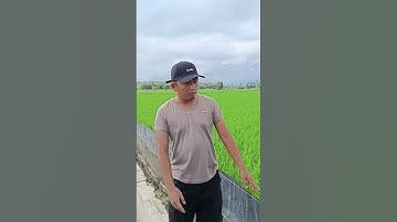 Manfaat Musim Gaduh/Kemarau Basah Bagi Petani #petaniindonesia