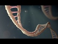 What is gene editing  techxplanations  singularity hub