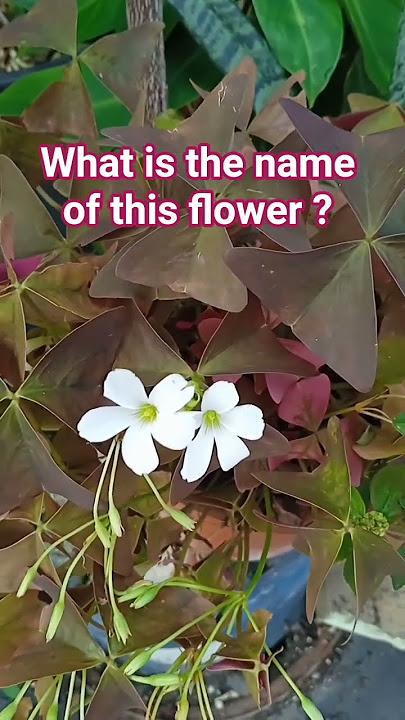 Please don't scroll subscribe #everyone #flowers #youtubeshorts #nature #highlights #garden