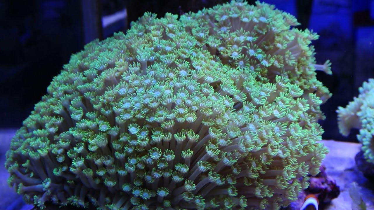 特大ハナガササンゴ 美メタリックグリーン 特大トランペットコーラル ピンクチップ極美メタリックグリーン パラオクサビライシ ピュアホワイトチップ 飼育販売マリンキープ Youtube