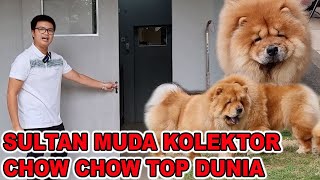 SULTAN MUDA KOLEKTOR CHOW CHOW TOP DUNIA