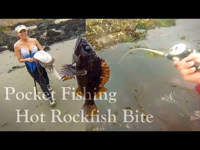 Poke Pole - Monkey Face Eel & Rock Crab! Successful Day at