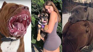 Top 25 American Bully Videos by Pet lovers 146 views 3 years ago 5 minutes, 43 seconds