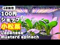 小松菜の水耕栽培｜100均で買った種をまいてみたら・・・