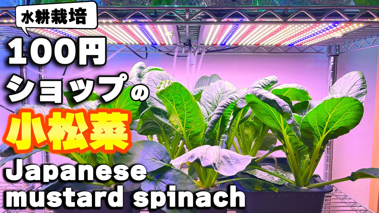 小松菜の水耕栽培｜100均で買った種をまいてみたら・・・