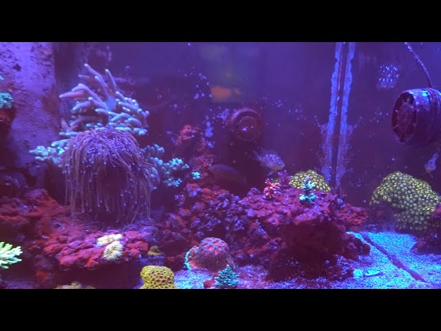 Real Reef Rock-Plate Coral per Piece – Lifestyle Aquarium