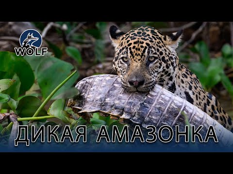 ДИКАЯ АМАЗОНКА | Тайны величайших хищников #дикаяприрода | WOLF
