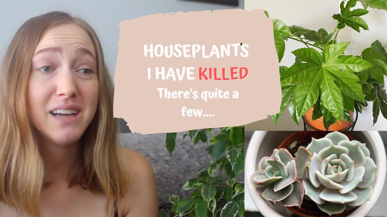 Houseplants I have Killed Plants I Regret Buying YouTube