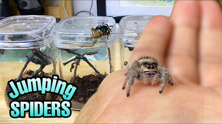 Feeding my ADORABLE jumping spiders! Phidippus regius Update - DayDayNews