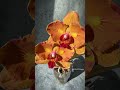 Phal. Carrot Cake 🥕 Первое цветение детки орхидеи бабочки Московный пирог | Рыжий фаленопсис 🧡