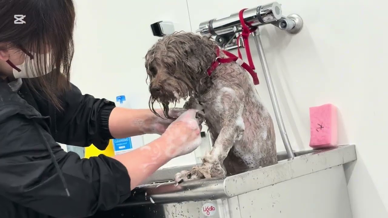 今まで通っていたサロンのトリマーさんの体調不良によりご来店…その結果は！？[ブランくん編]