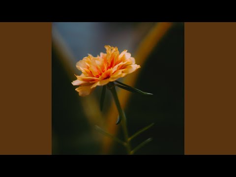 HARU - 菊