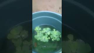 Budidaya Ikan Molly 1233