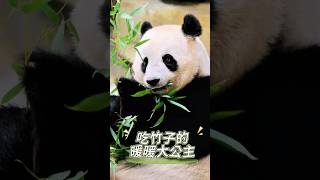 Princess Nuannuan eats bamboo