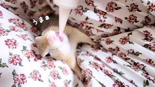 警戒して鳴きまくる赤ちゃんリスにミルクをあげてみた