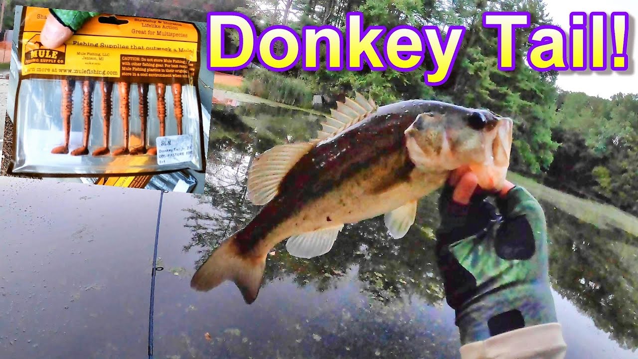 Mule Fishing Donkey Tail baits TESTED! Any Good?