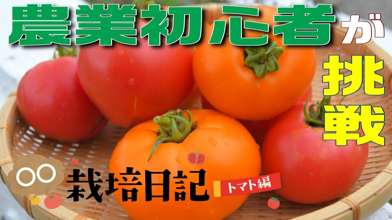 【〇〇栽培日記】農業初心者がトマトの栽培に挑戦